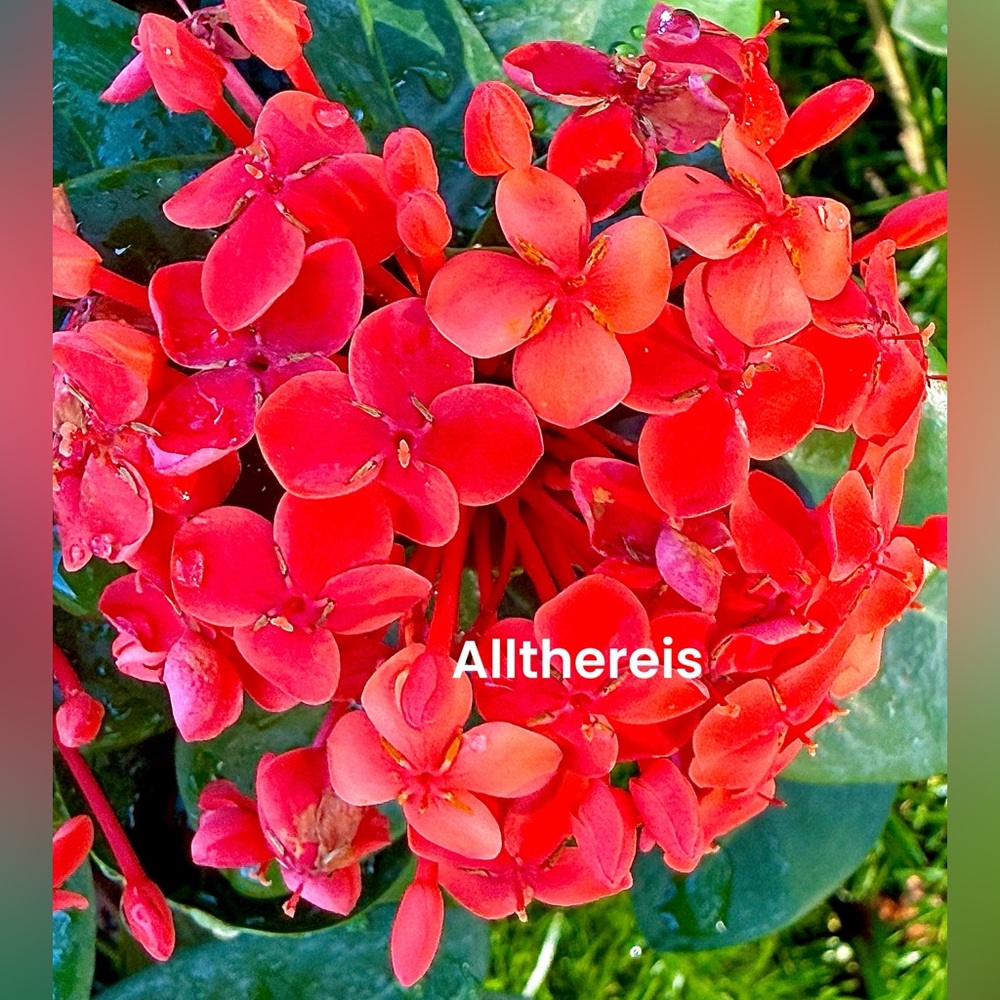 Red!🌺❤️